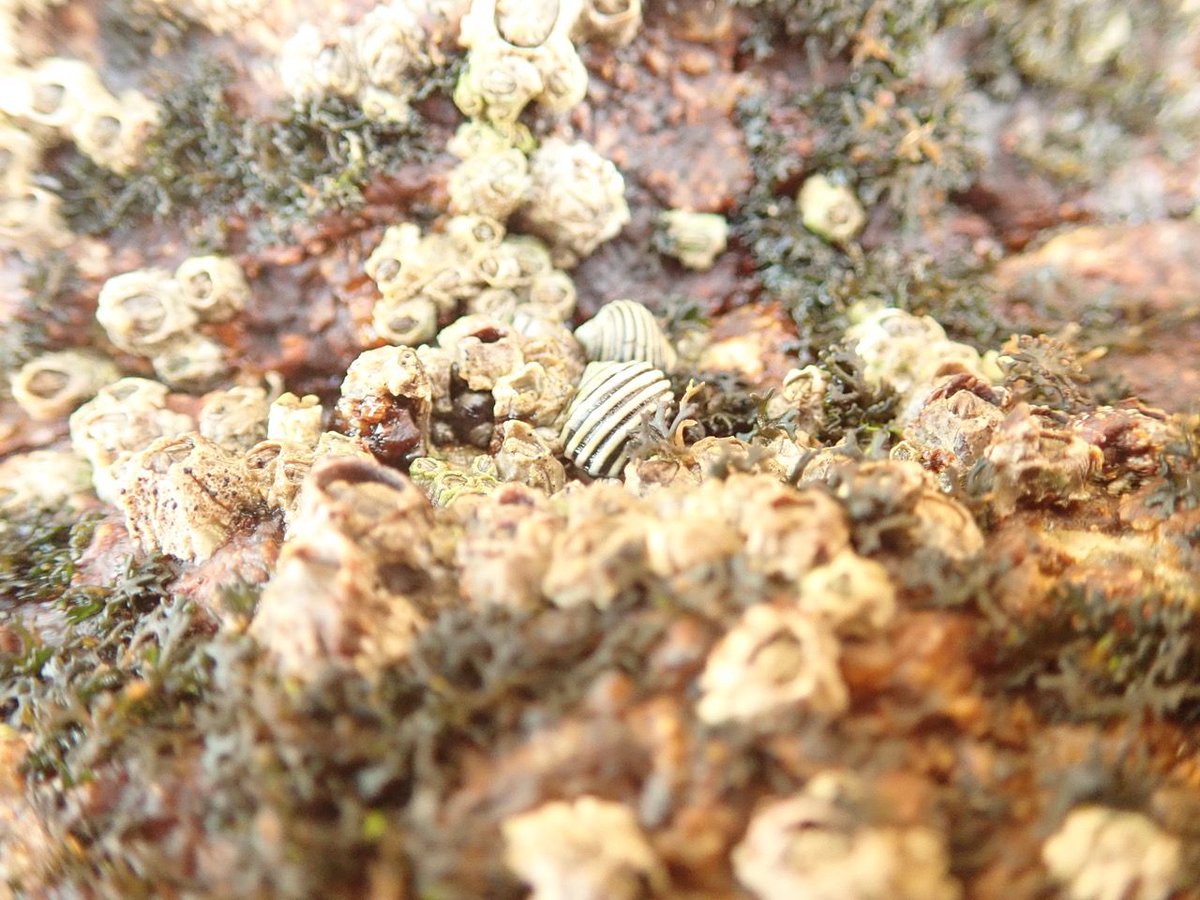 molecology's tweet image. A new MEC paper reveals why marine snails 🐌 in Sweden 🇸🇪 and Spain 🇪🇸 show wildly different barriers to gene flow—despite facing similar selection!
@WileyEcolEvol #Speciation #Evolution #Genomics #MarineBiology
🔗: buff.ly/JXCa1xh
📷: Aurelien De Jode
1/3