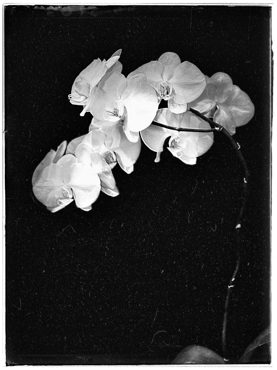 QT your B&amp;W on OBJKT

A blooming branch

1/1

objkt.com/tokens/KT1L5HM…