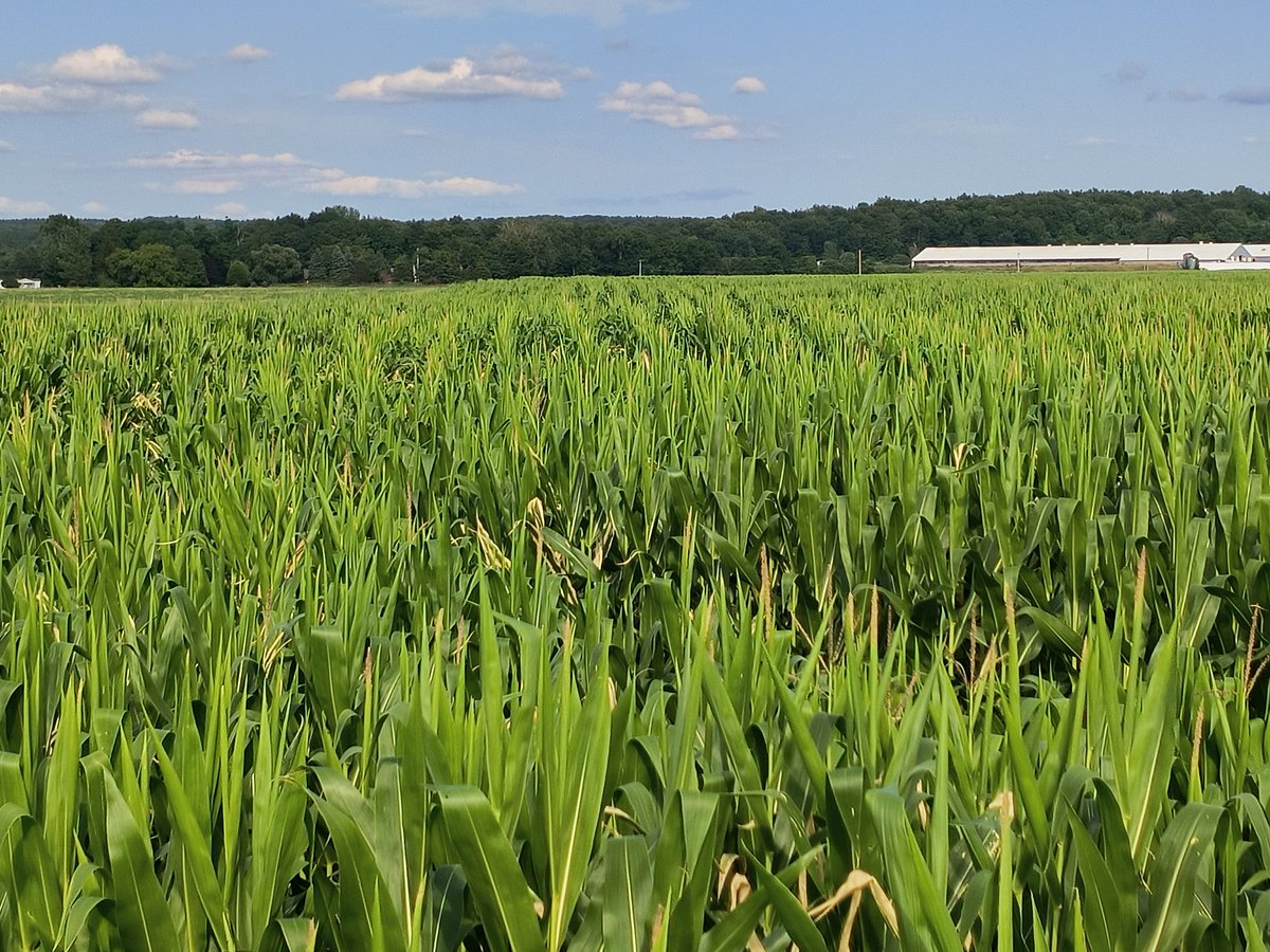 Mike Hunter (@mikethecropguy) on Twitter photo <a href="/Tyne_Ag/">Tyne Morgan</a> <a href="/USFarmReport/">U.S. Farm Report</a> We are finding overly tight wrapped tassels in New York. Too early to determine impact on corn pollination. <a href="/Tyne_Ag/">Tyne Morgan</a> <a href="/USFarmReport/">U.S. Farm Report</a> We are finding overly tight wrapped tassels in New York. Too early to determine impact on corn pollination.