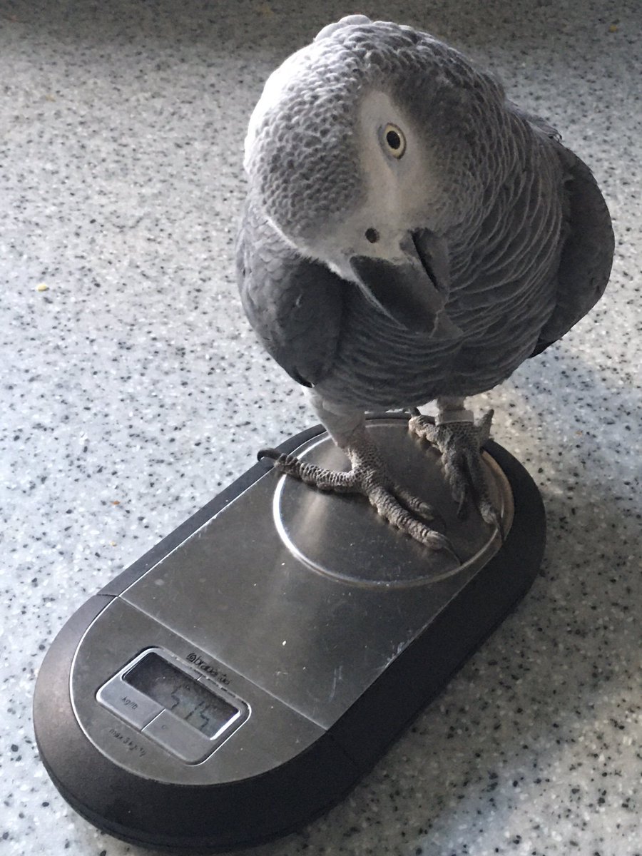 sayhellotomojo's tweet photo. There is a show on at #edinburgh #fringe by John Thornton "Guess the weight of the bird" ... OK, here is a warm up for you 😁  #mojo #parrot #edinburgh 🦜 https://t.co/wyiVFXcz70