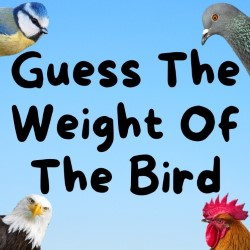 sayhellotomojo's tweet photo. There is a show on at #edinburgh #fringe by John Thornton "Guess the weight of the bird" ... OK, here is a warm up for you 😁  #mojo #parrot #edinburgh 🦜 https://t.co/wyiVFXcz70