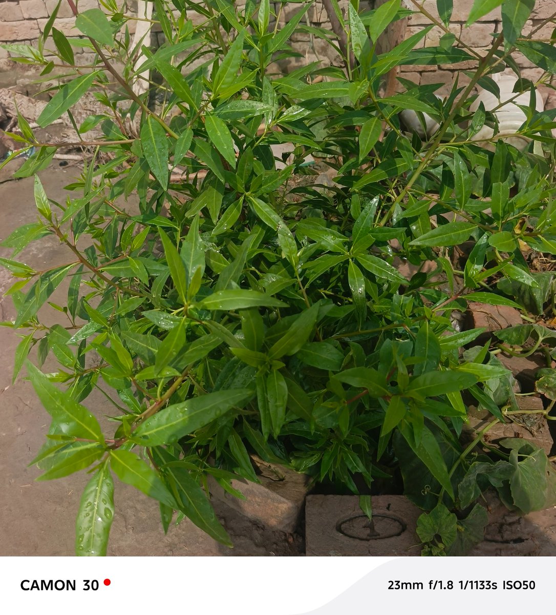 cppleappleapple's tweet image. Hi💋💕💯