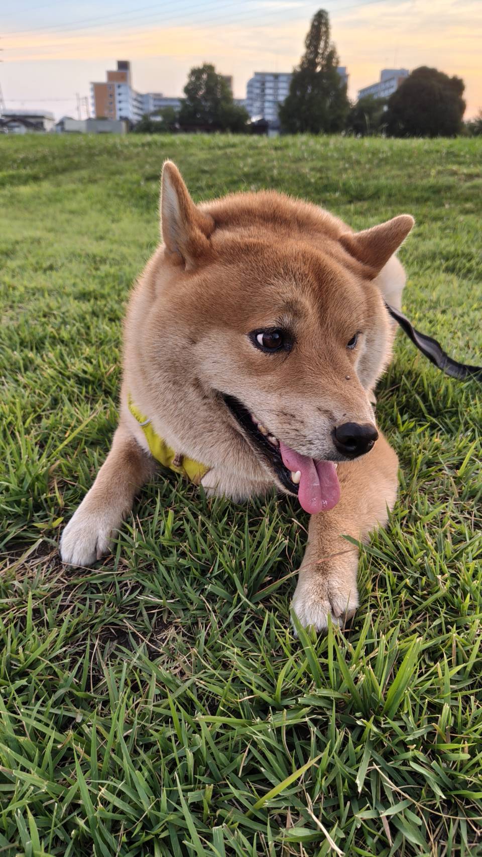 ❤︎ 犬love❤︎ My Boys💕💕💕😘😘😘😍😍😍 #ゴールデンレトリバー #犬好き