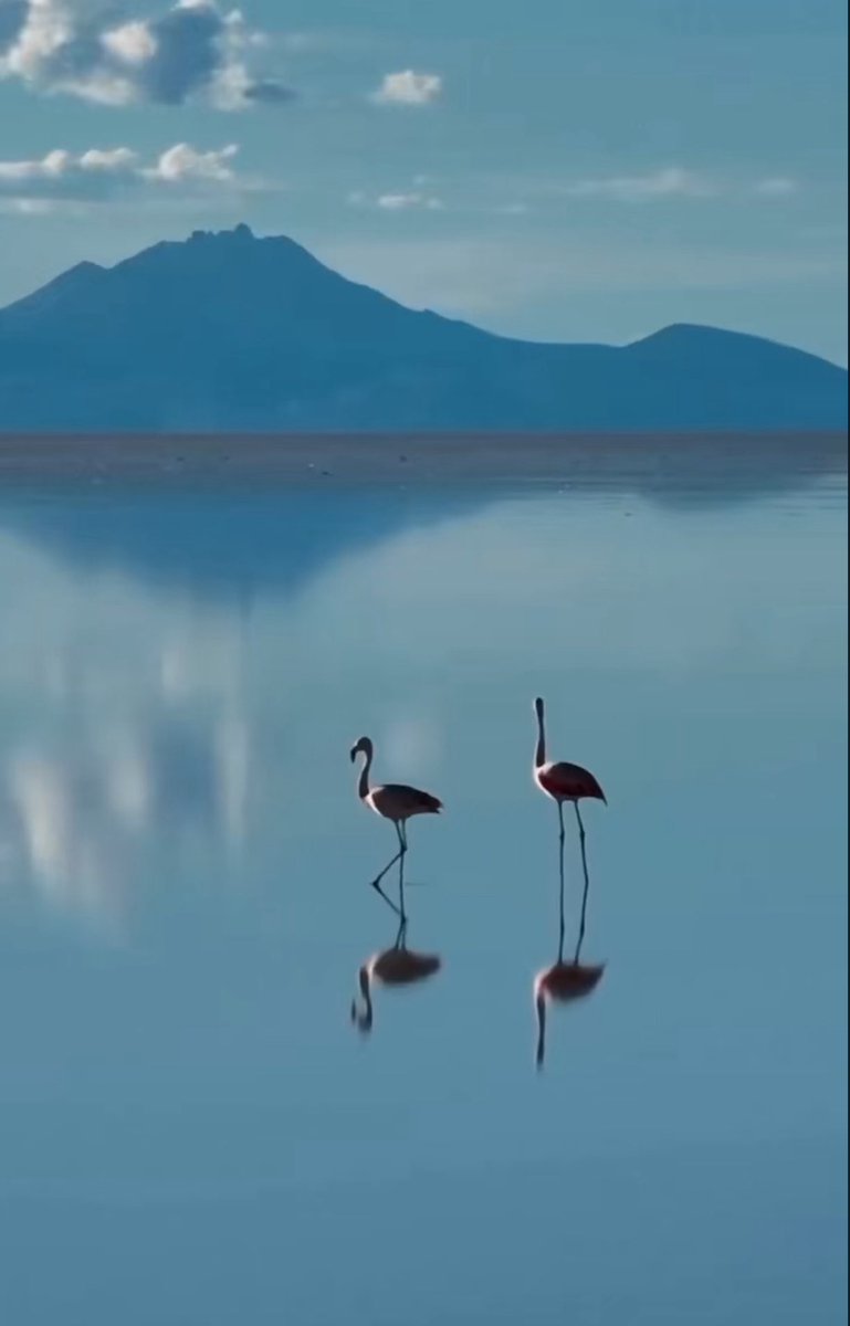 Үдшийн мэнд ✨
 
Beautiful and peaceful 🩵
#birdphotography #野鳥写真