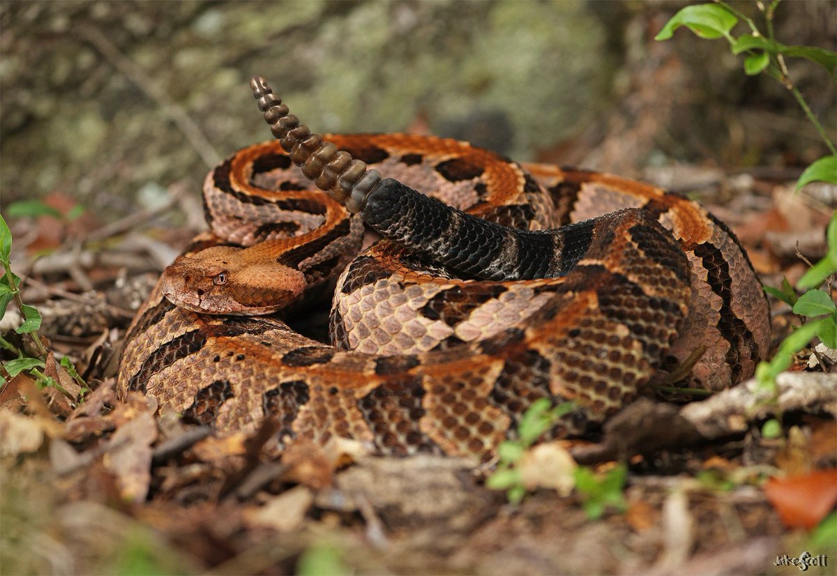 A healthy and substantial Canebrake Rattlesnake found a few nights ago after an ungodly hot day in north Florida.