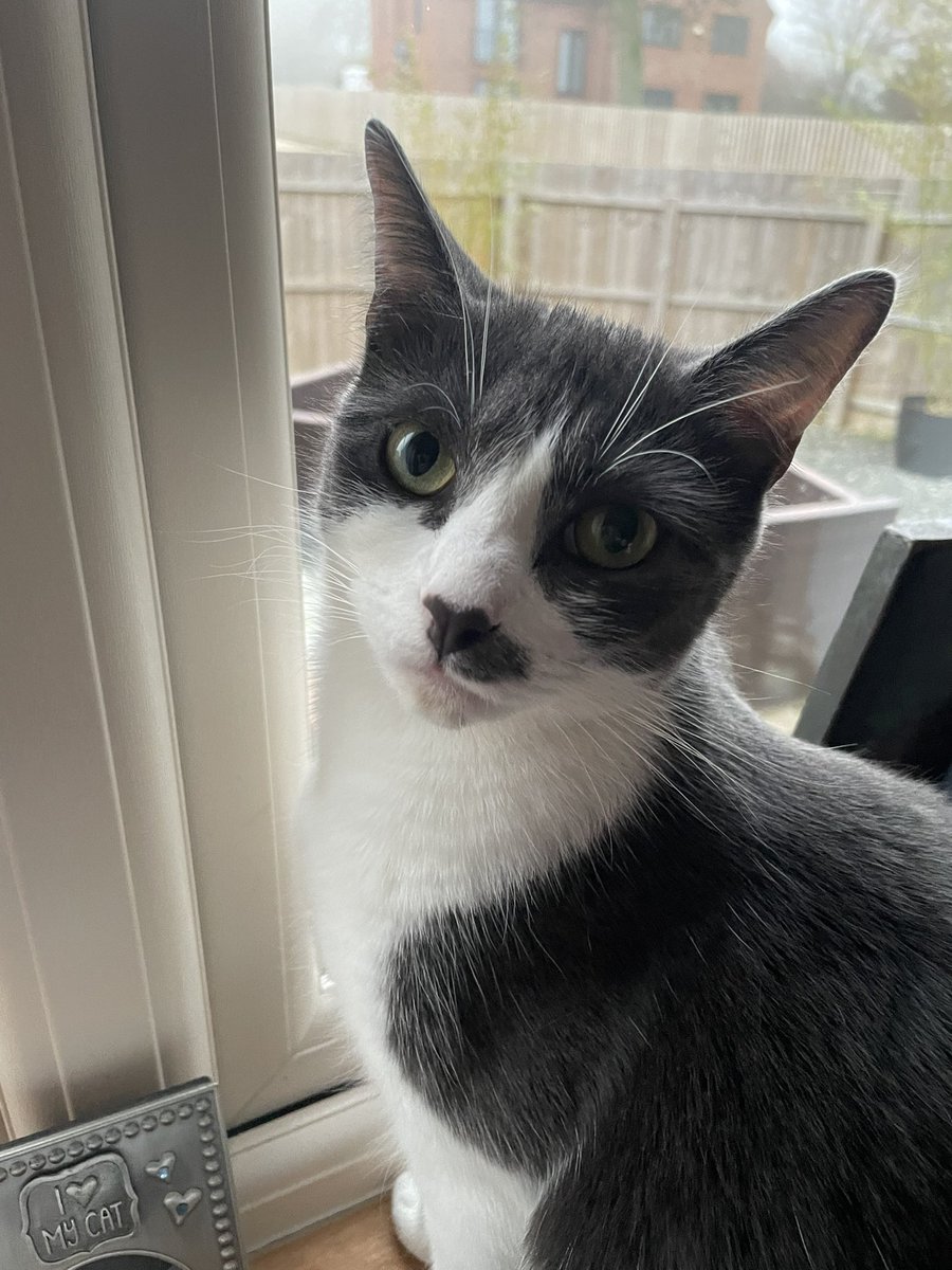 Happy 4th birthday to meeeeee!! 🎈🎁 🎂 😻💐👏🐾love lil Luna 😽❤️🐾

#CatsOfTwitter #tuxiegang #humpday #WednesdayMotivation #wednesday 
#whiskerswednesday #Wednesdayvibe