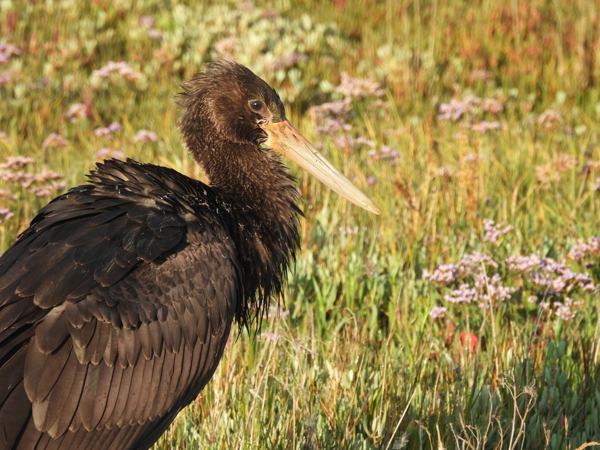 TimNobby's tweet image. The Juvenile Black Stork at Boyton marshes, Suffolk at sunrise today 30/07/25.
Showing just below the sea wall on the seaward side before flying into it's favoured dyke on the other side of the sea wall. Had it all to myself.