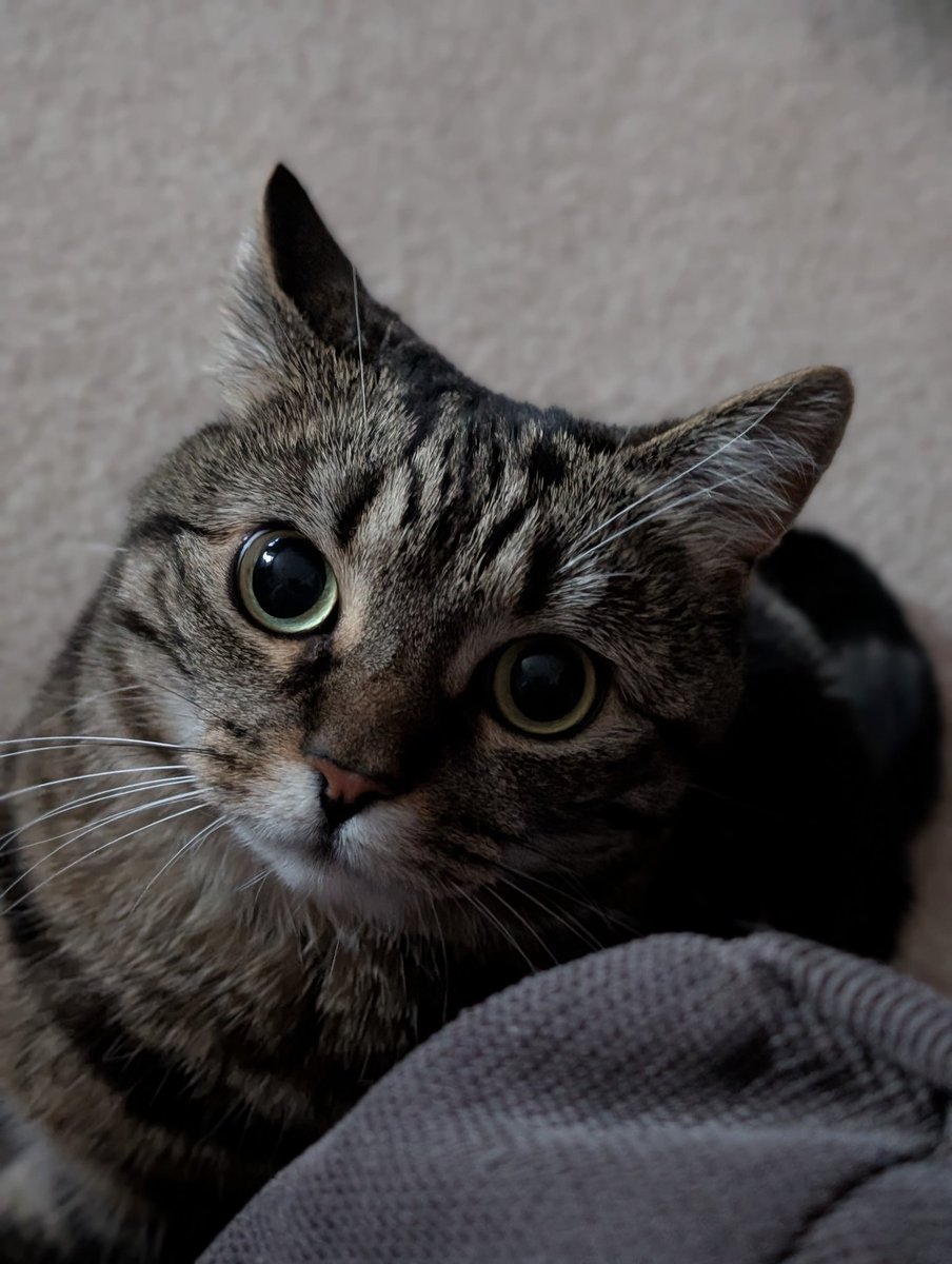 This is my "how could you leave me for hours and hours face" (it was an afternoon and I had to go out for work). I hope you have all had a better day than me my friends and to top it off tea was late! #Tabby #CatsOfTwitter #Hedgewatch