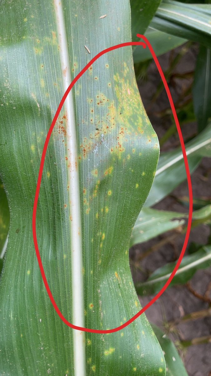10 days ago there were perfect conditions for Southern Rust infection in Southern IL.  I expect Southern Rust to be easily found the 1st week of August.  If scouting today, you may find the early faded lesions that develop ahead of the raised pustule.