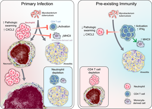 Rockefeller U. Press (@rockupress) on Twitter photo In <a href="/JExpMed/">Journal of Experimental Medicine</a>, Gern et al. show that the early interplay between #neutrophils & CD4 T cells is pivotal in determining #TB pathology, and that depleting neutrophils can improve outcomes even at late timepoints, which has therapeutic relevance hubs.la/Q03zwJ150 In <a href="/JExpMed/">Journal of Experimental Medicine</a>, Gern et al. show that the early interplay between #neutrophils & CD4 T cells is pivotal in determining #TB pathology, and that depleting neutrophils can improve outcomes even at late timepoints, which has therapeutic relevance hubs.la/Q03zwJ150