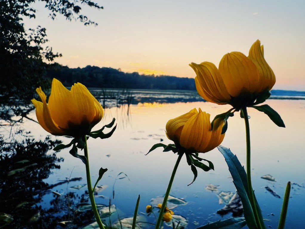 Good morning! 🌼