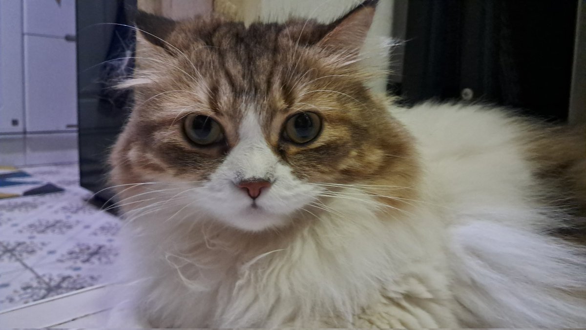 AsaShigoto's tweet photo. 今の私の顔です~
#cat #猫 #ふわふわ #midnightpost #AsaShigoto #深夜の投稿 https://t.co/cSJGeVPZS7