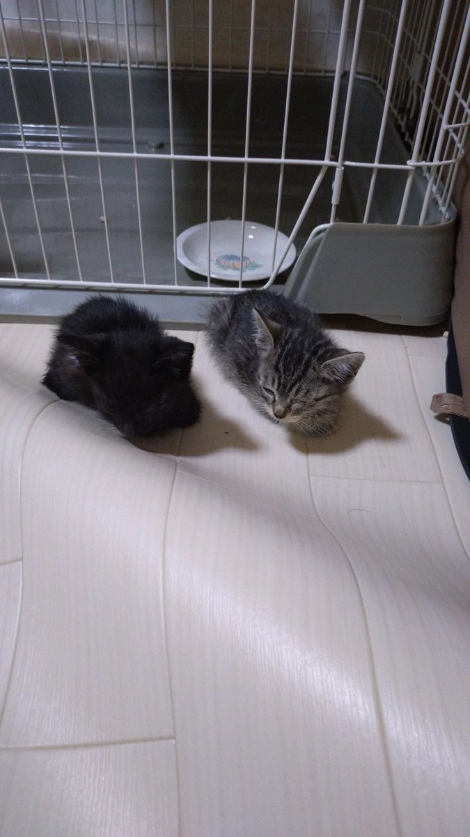 ryomaryoma124's tweet photo. 兄貴がまた捨てたれてた子たちを
拾ってきて家族が増えたよ🐱😎🐱 https://t.co/aoAIxM4BGZ