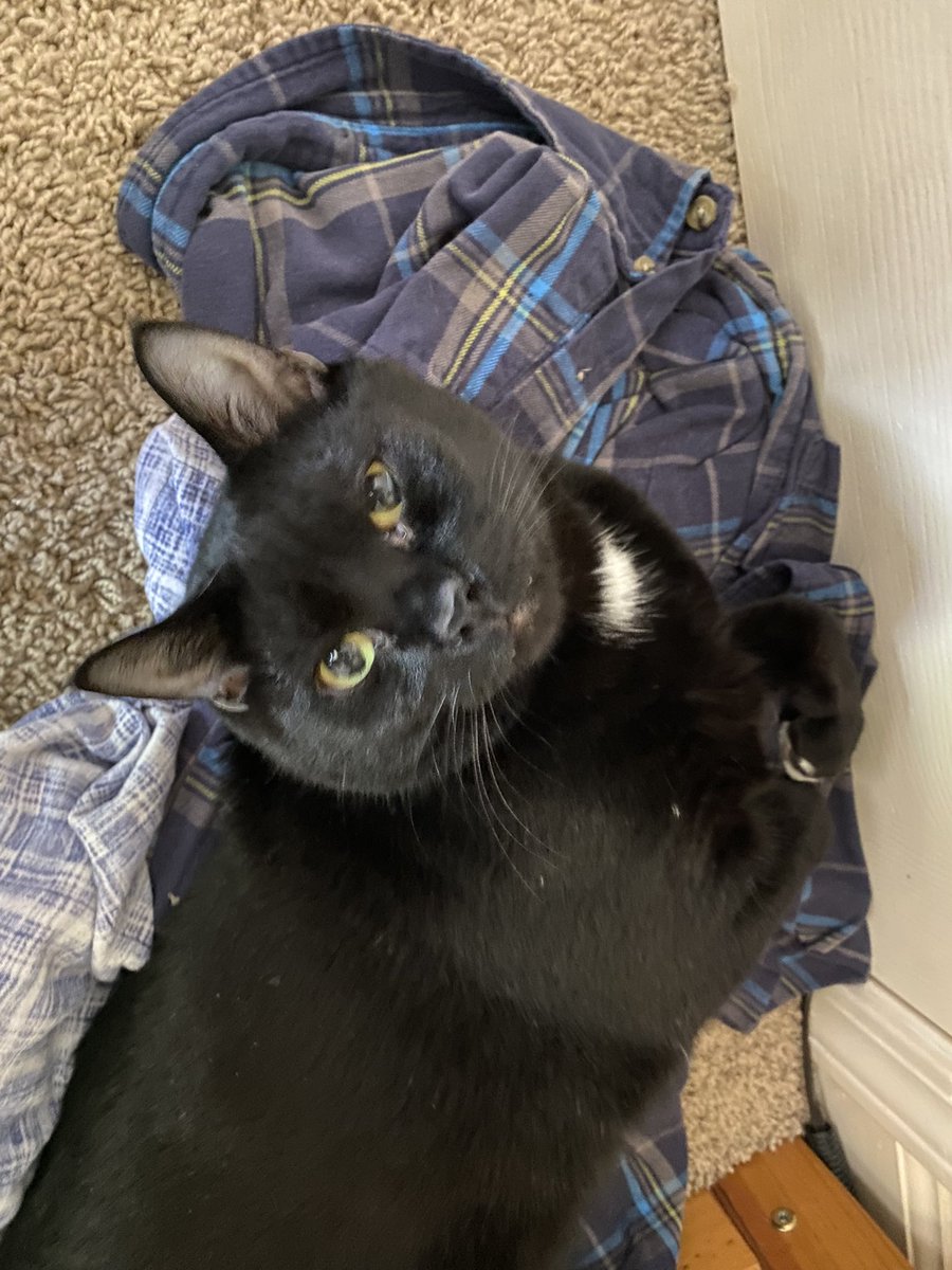 My white whisker has disappeared. Hmph. 😾 -Charlie #WhiskersWednesday #CatsOfTwitter.