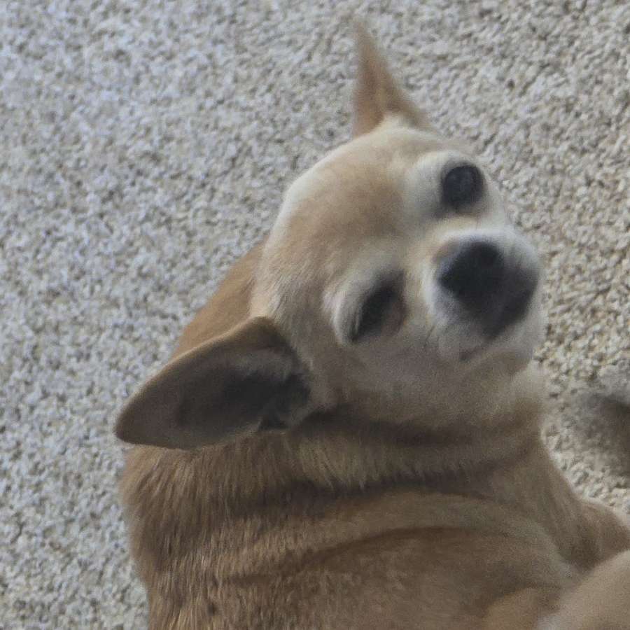 Have a dog they say lol