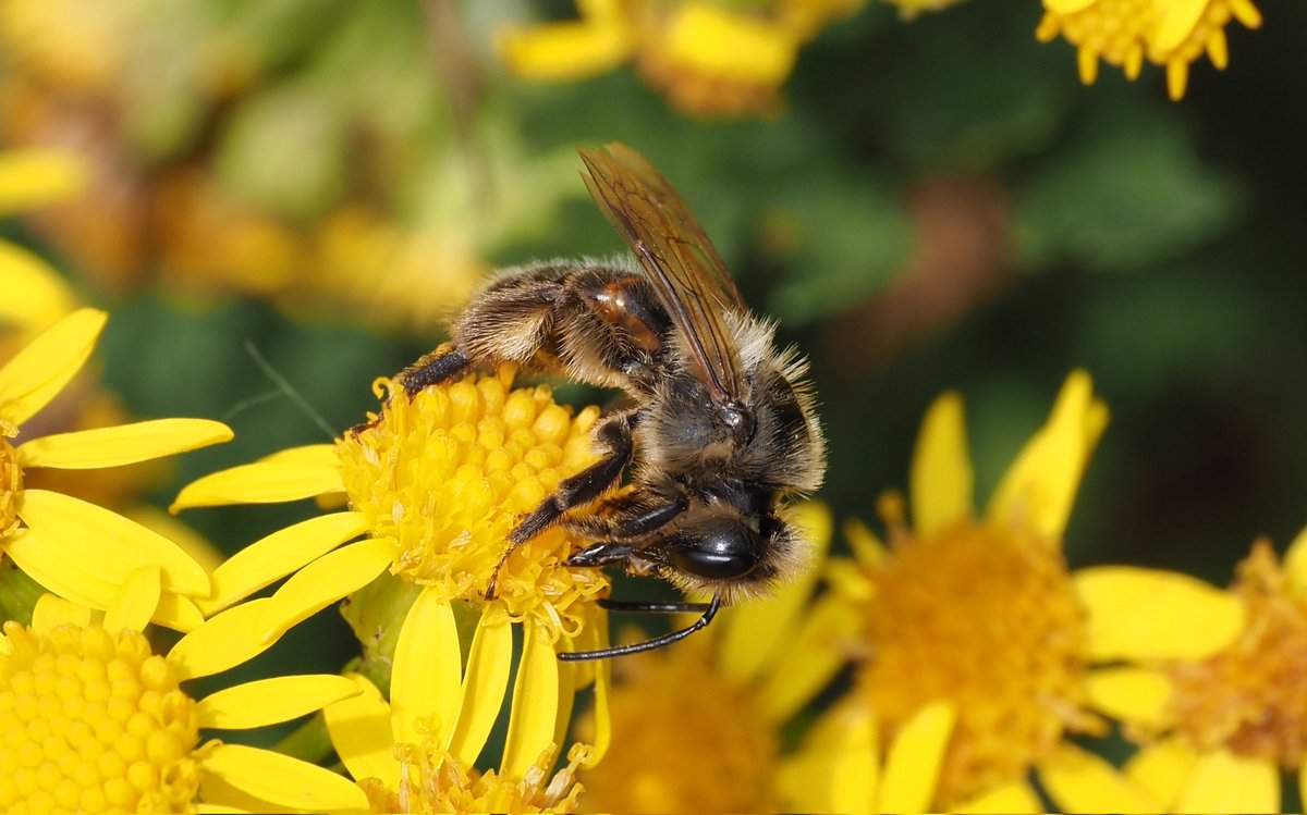 Bob Chapman (@bobservablelife) on Twitter photo What chance that this is Andrena rosae? I have never seen it but seems promising and habitat would appear suitable too. #bees <a href="/StevenFalk1/">Steven Falk</a> What chance that this is Andrena rosae? I have never seen it but seems promising and habitat would appear suitable too. #bees <a href="/StevenFalk1/">Steven Falk</a>