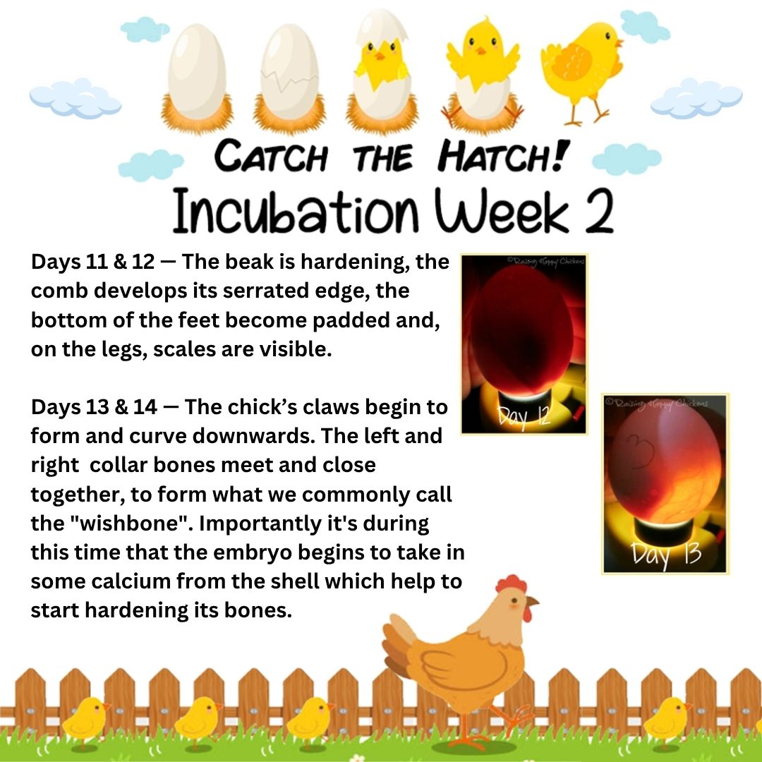 Catch the Hatch at the library! We are now on Incubation Week 2 out of 3 in  the process of our baby chicks development. Our chickens will start to hatch  early next, image size:1080x1080