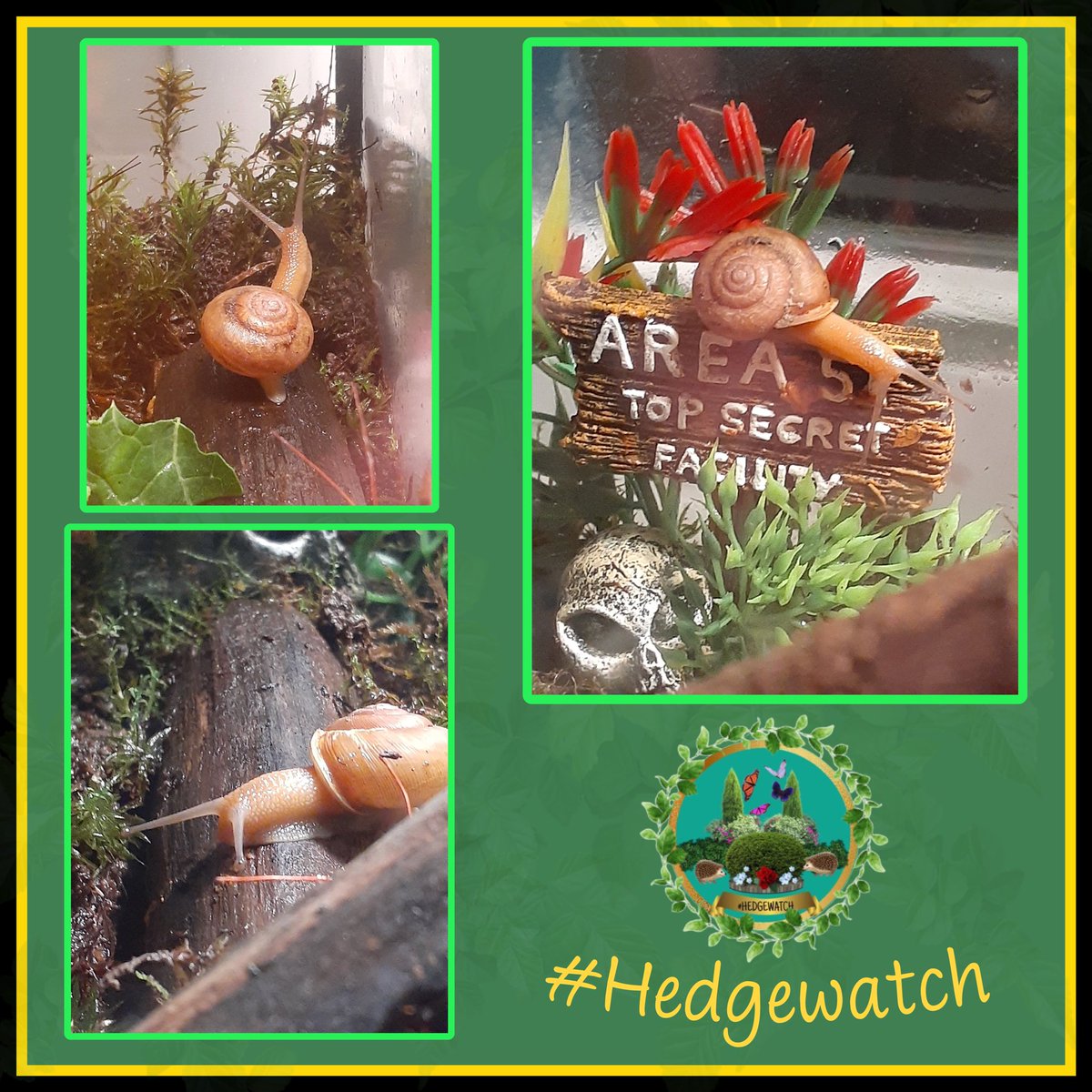 Hedgewatch (@hedgewatchers) on Twitter photo π’ Calling all #Hedgewatch -ers! Please welcome Betty <a href="/anna_drehel/">Anna Drehel</a> to the team! π³πΎ
Betty is our first snail member! Here we see her doing NATURE and VEGAN shifts at her home in Medina, Ohio, USA πΊπΈ π’ Calling all #Hedgewatch -ers! Please welcome Betty <a href="/anna_drehel/">Anna Drehel</a> to the team! π³πΎ
Betty is our first snail member! Here we see her doing NATURE and VEGAN shifts at her home in Medina, Ohio, USA πΊπΈ