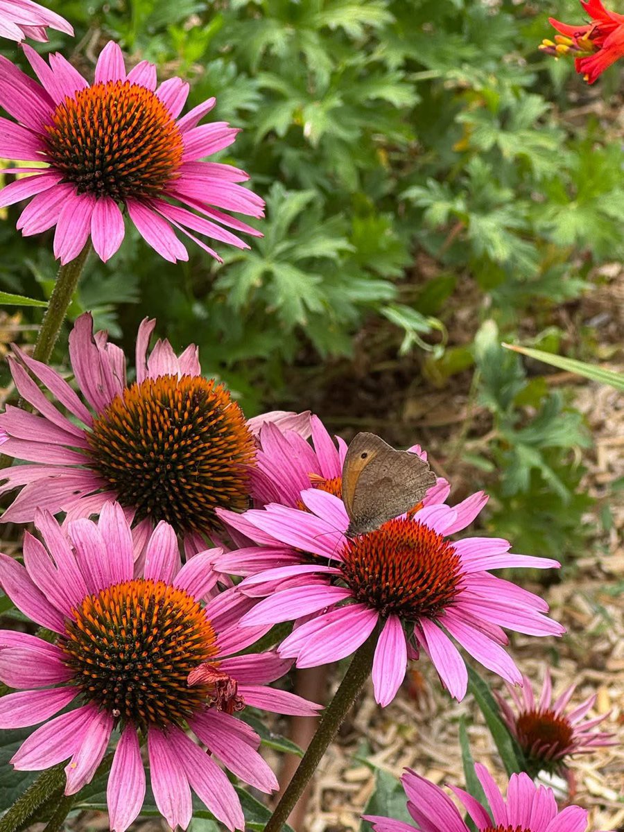 🌷 Chambord et Echinacea Purpurea 

😎 Originaire d’Amérique du Nord, et parfois confondue avec la marguerite, l’échinacée vous offre une très belle floraison de l’été jusqu’à l’automne.