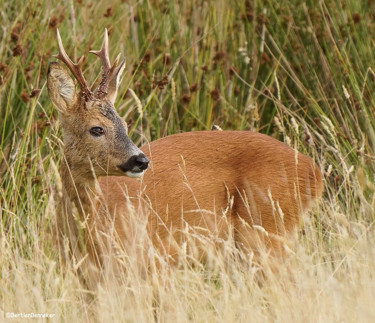 Blijft mooi #reeën spotten 🍀