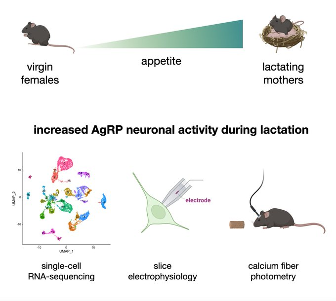 Waggoner Lab (@labwaggoner) on Twitter photo How do animals decide if they should forage for food or stay home to take care of newborn offspring?
Here, <a href="/ivancalcantara/">Ivan Alcantara</a> & <a href="/michael_krashes/">Michael Krashes</a> ID a hypothalamic circuit that modulates feeding and parenting behaviors <a href="/Nature/">nature</a>
nature.com/articles/s4158⦠How do animals decide if they should forage for food or stay home to take care of newborn offspring?
Here, <a href="/ivancalcantara/">Ivan Alcantara</a> & <a href="/michael_krashes/">Michael Krashes</a> ID a hypothalamic circuit that modulates feeding and parenting behaviors <a href="/Nature/">nature</a>
nature.com/articles/s4158ā¦