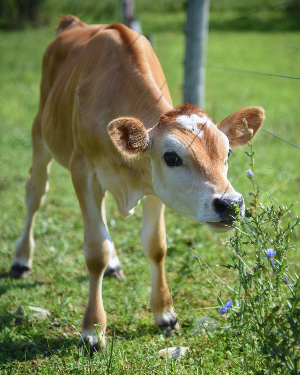 Cows don’t produce milk just because they’re cows...they produce it for their babies just like we do 💚