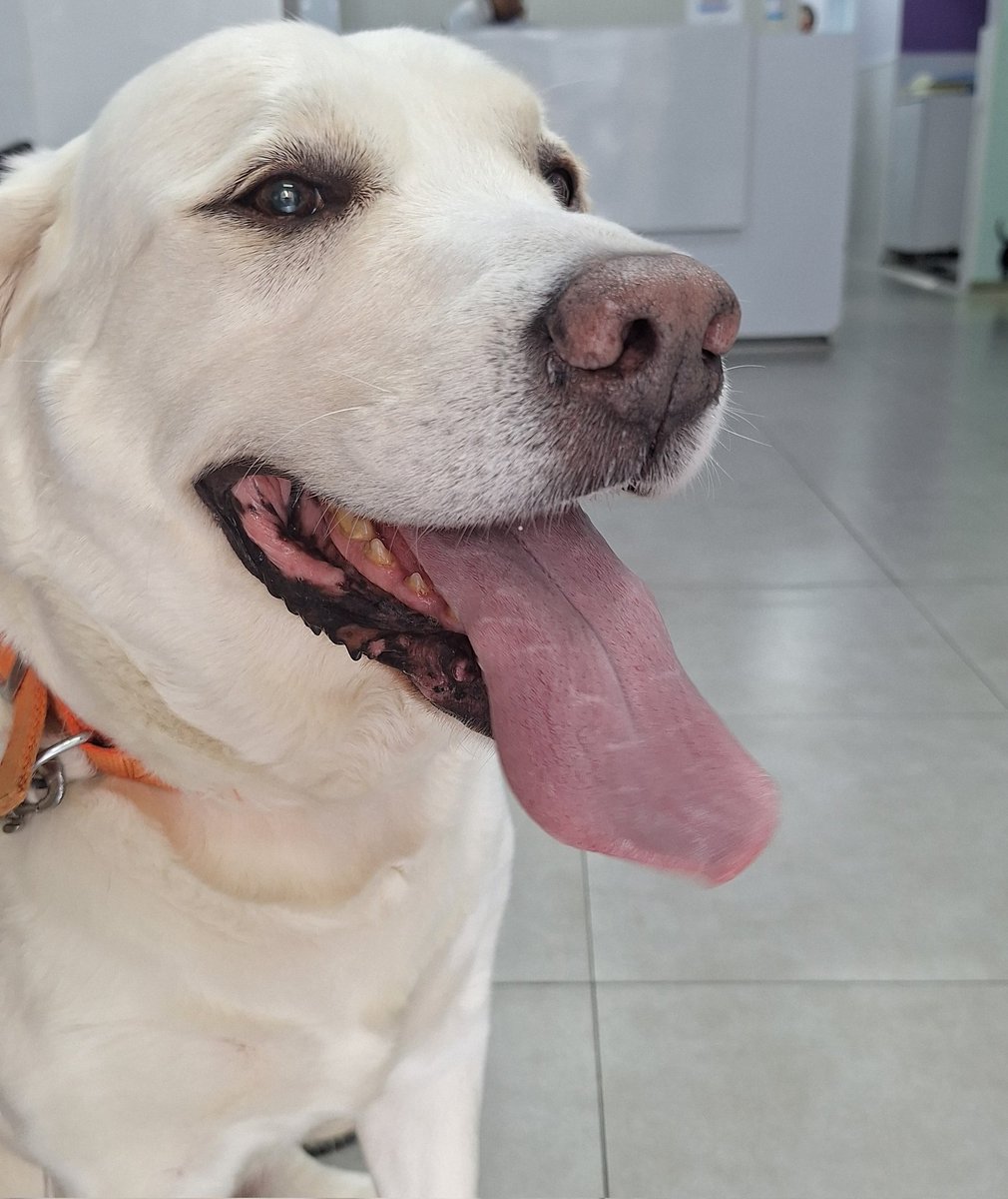 Mi chiquito está de paciente hoy 😟