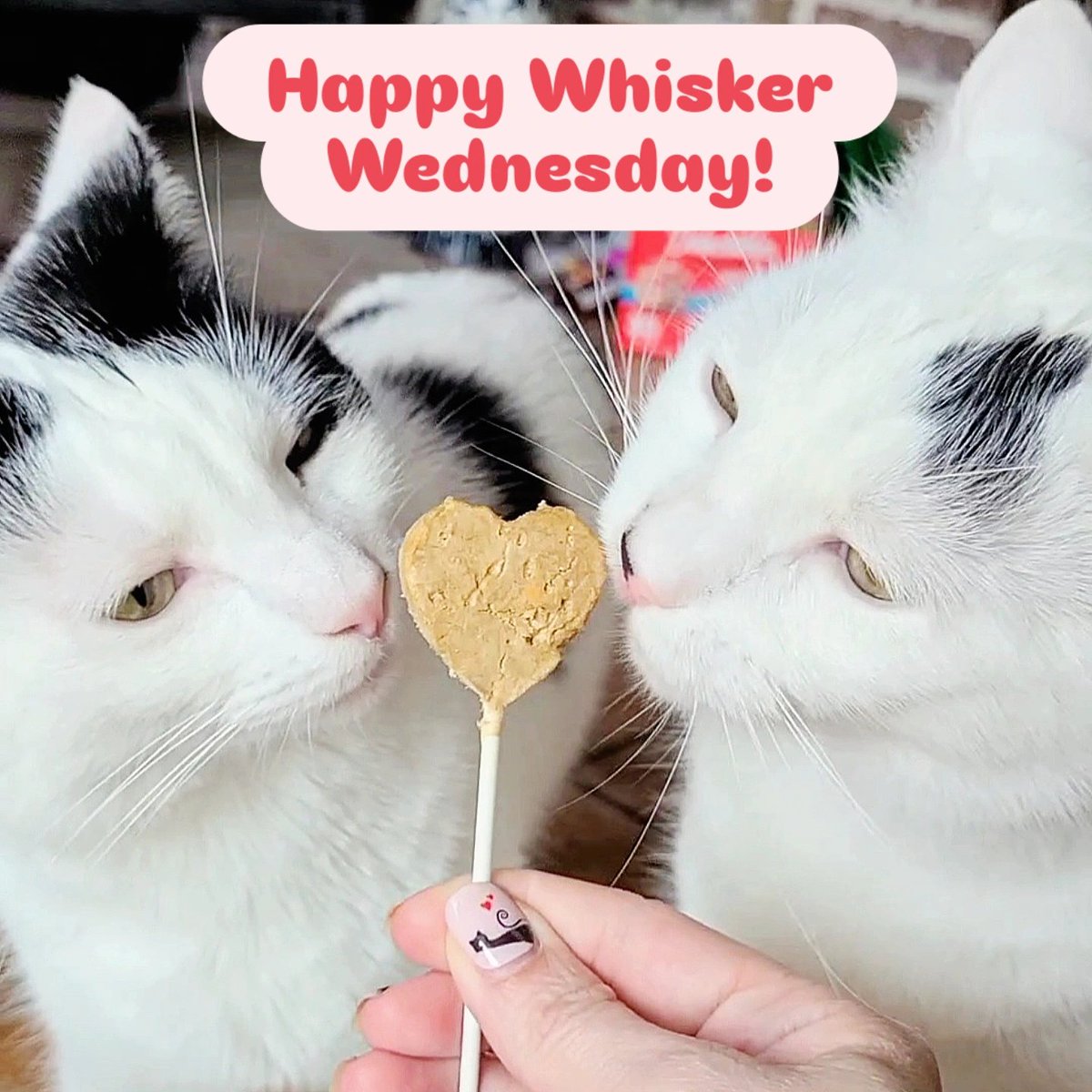 Hey there 👋😺😼❤️ hope your Wednesday is as wonderful as mew are! 🐾

#WhiskersWednesday #HappyWednesday #CatsOfTwitter