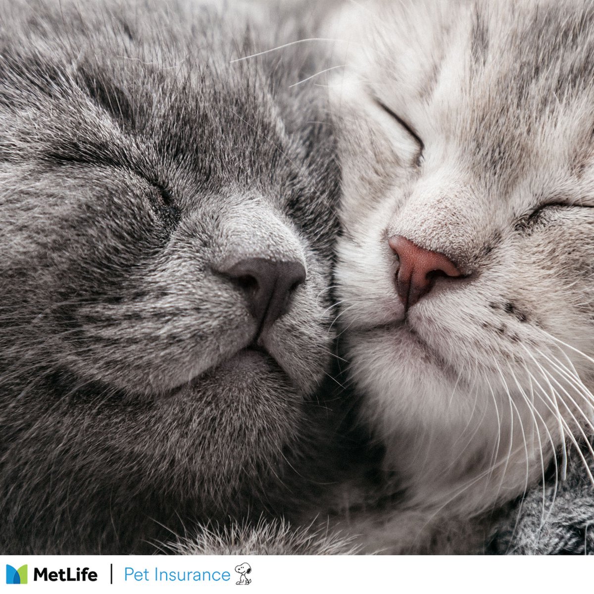 Happy Wet Nose Wednesday! Share a picture of your furry friends with us to celebrate! #WetNoseWednesday #PetInsurance #LoveMyMetLifePet 🐾