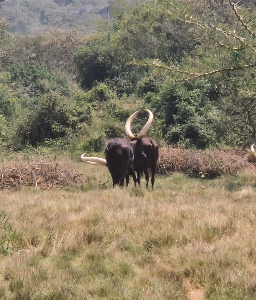 Ankole Cattle Breeders Society (@cattleankole) on Twitter photo A day <a href="/FFarmEstates1/">Frank Farm Estates Ltd</a> mwebare kuriisa ente zomukoba... A day <a href="/FFarmEstates1/">Frank Farm Estates Ltd</a> mwebare kuriisa ente zomukoba...