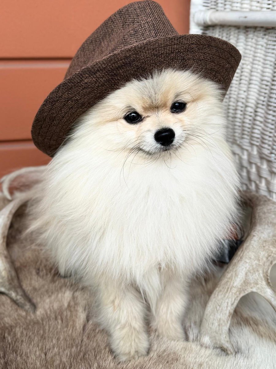 Lämpöistä iltaa #Romeo 🐾