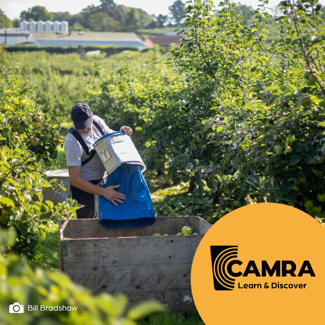 CAMRA_Official's tweet image. 🌲 Part two of Rachel Hendry’s Community Orchard series is live on our new #LearnandDiscover platform!

🍏 Celebrate #CiderandPerryMonth by learning the history of UK orchards and what they need to thrive.

👉 Read here: orlo.uk/v6tWS

📸 @BillBradsPhoto