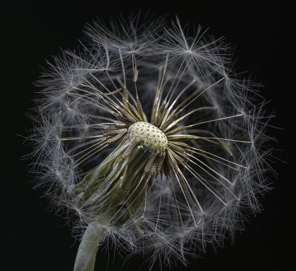 <a href="/TezosArtGallery/">Tezos Art Gallery</a> <a href="/Melda_VNH/">Melda VNH</a> Happy Wednesday. 

Dandelion 
5/5
25 XTZ 

objkt.com/tokens/KT1NbUS…