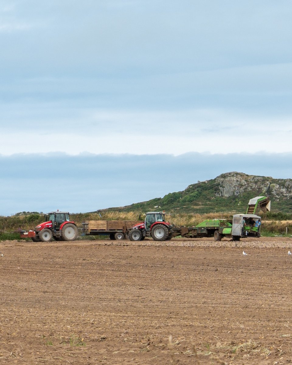 Blas_Restaurant's tweet photo. Our Pembrokeshire New Potatoes travel just two miles from the fields of Porthllisky Farm to your plate. We’re proud to support local producers and serve the freshest flavours of Pembrokeshire.

#blasrestaurant #celticcollection #pembrokeshire #pembrokeshirefood #porthlliskyfarm https://t.co/8CeeHvvcON