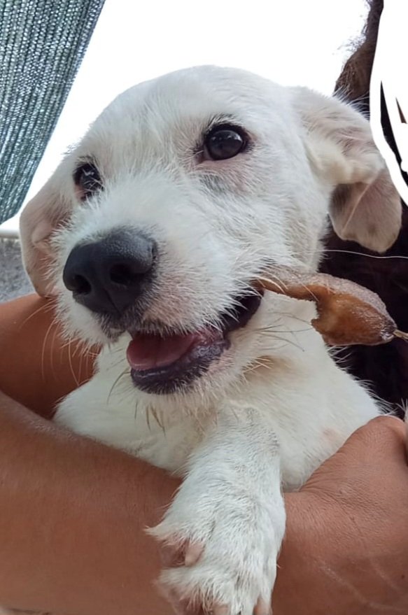 Kiko ha 6 mesi taglia piccola da adulto peserà 10 kg. Bello,sano,socializzato,
vaccinato e chippato pronto per tante coccole e giochi insieme. Caserta adottabile centro nord ☎️3483225213
#singapore2025 
#30luglio 
#TemptationIsland2025 
#dominATE_ROME 
#LoveIslandUK