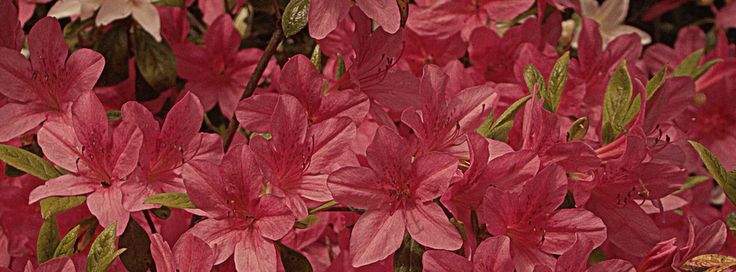 dqueencm's tweet image. 'ruhumda çiçekler açtıran'