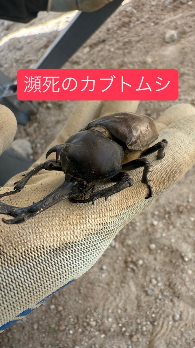 カブトムシを見つけました‼️

#オーテック #仕事 #職人 #電気工事 #電工 #福岡 #北九州 #八幡西区 #求人 #おすすめ