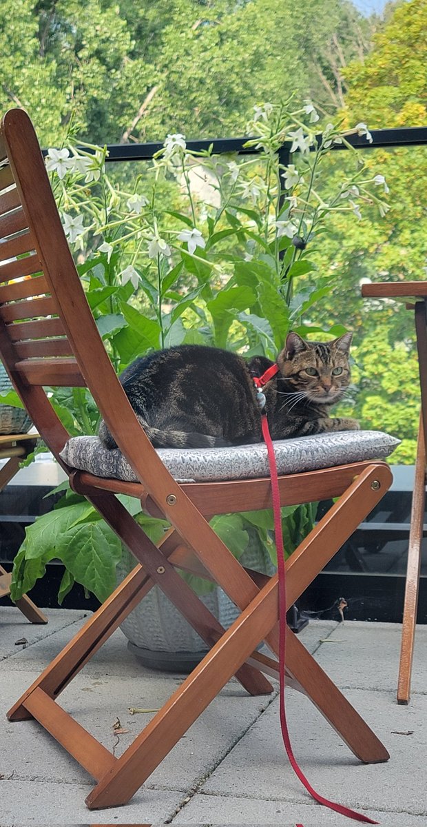 I'm enjoying a little fresh air outside this morning before it heats up too much. I had my annual checkup at the vet yesterday, and received a sobering diagnosis of "charming". 

...And a diet plan because the vet said I'm a 7 on le chat chonk chart.
#CatsOfTwitter