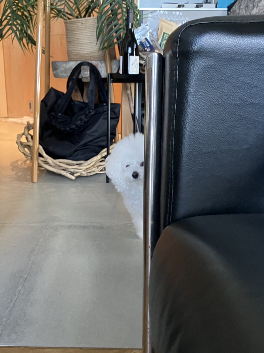 白く、柔らかな犬を覗き込む時、白く、柔らかな犬もまたこちらを覗き込んでいるのだ