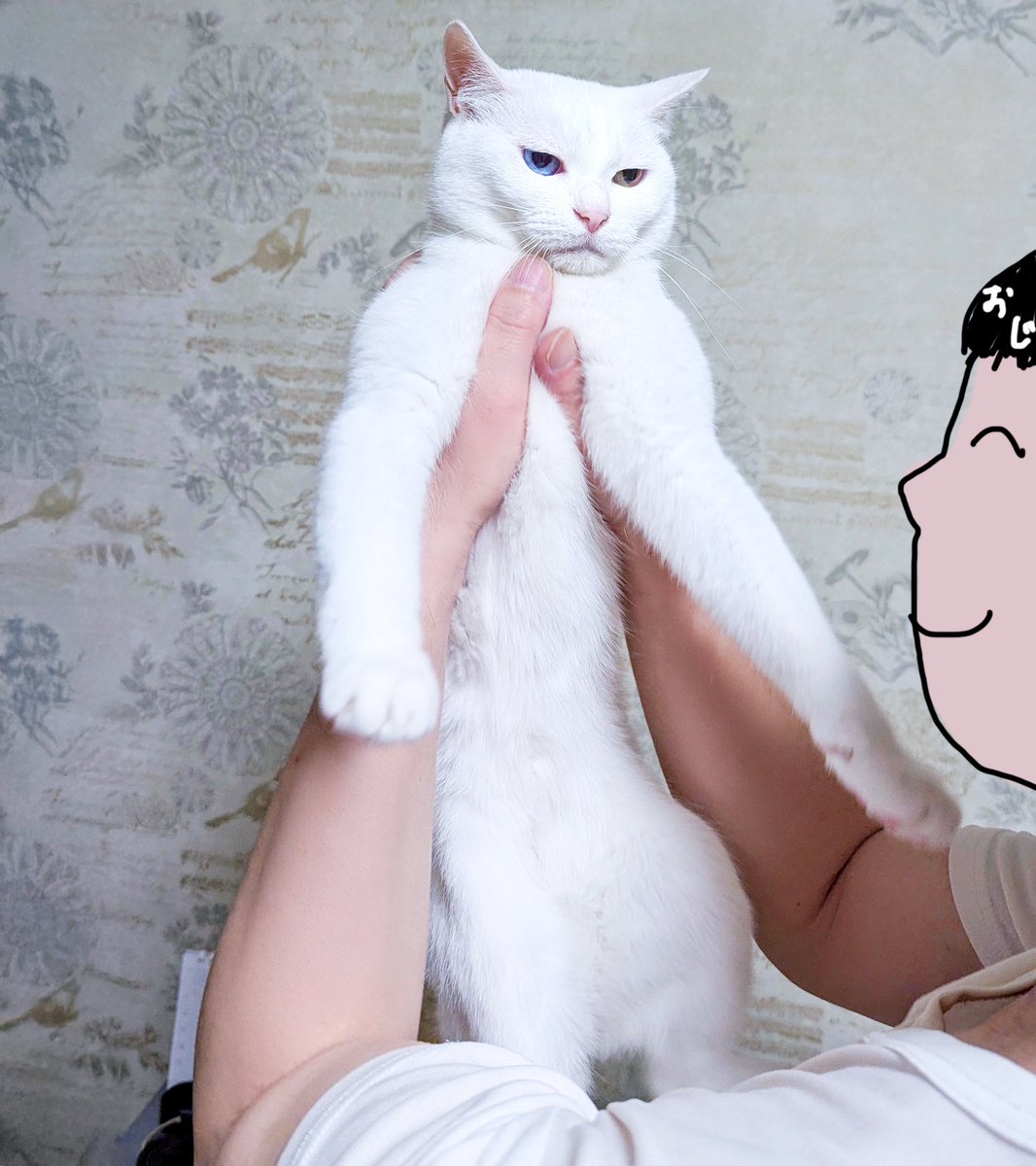 sangoruka_cats's tweet photo. まぢで いい加減にｼﾛﾖ https://t.co/kcFU7DosaU