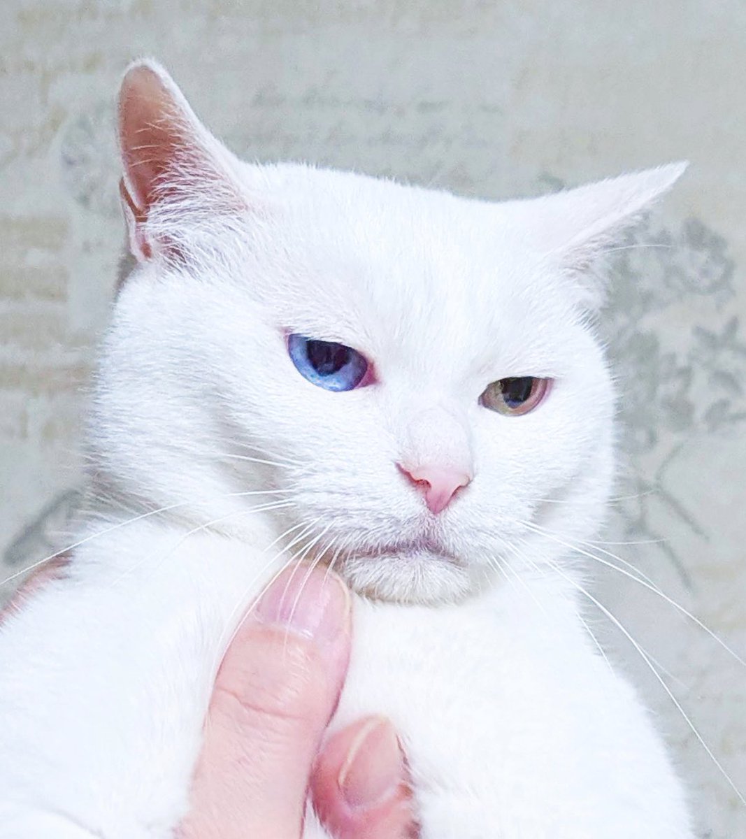 sangoruka_cats's tweet photo. まぢで いい加減にｼﾛﾖ https://t.co/kcFU7DosaU