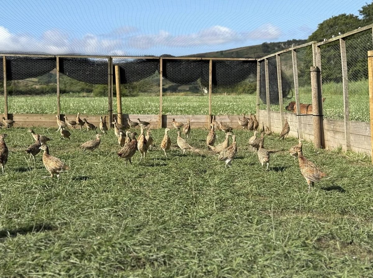 If you are looking for some pheasants this season near the North York Moors. 7 weeks old and looking good.