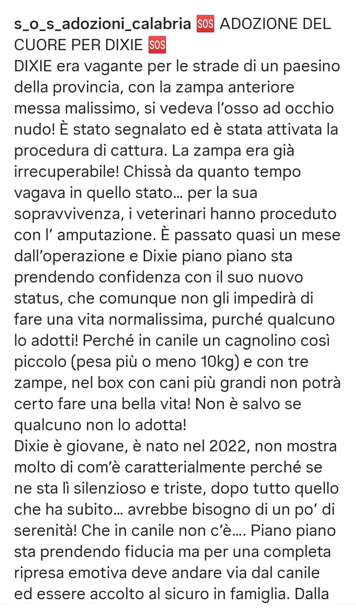 MonicaOrsini8's tweet photo. #AdozioneDelCuore per Dixie 3 anni. Trovato con una zampetta irrecuperabile, #tripode il canile non è adatto a uno scricciolo di 10 kg. Salviamolo! 🆘3289633366 #Calabria #AdoptDontShop #SosCani #adottanoncomprare #adottauncanedalcanile #canicercacasa #adozionecani #adottami 🆘 https://t.co/8b9OUkDZDg