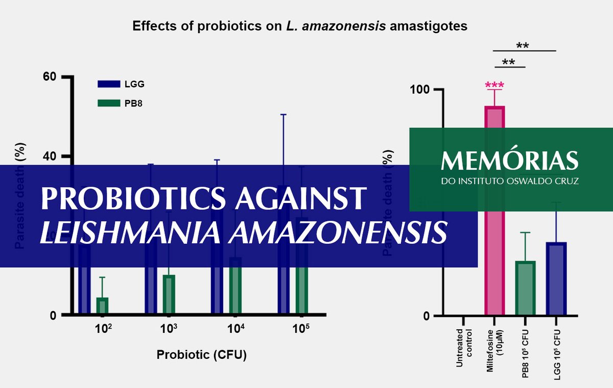 Given the role of microbiota in modulating host immunity, scientists explored whether probiotics could improve clinical outcomes against Leishmania amazonensis infection in a BALB/c mouse model for CL. To read de paper, visit <a href="/memorias/">memorias</a>.ioc.fiocruz.br.