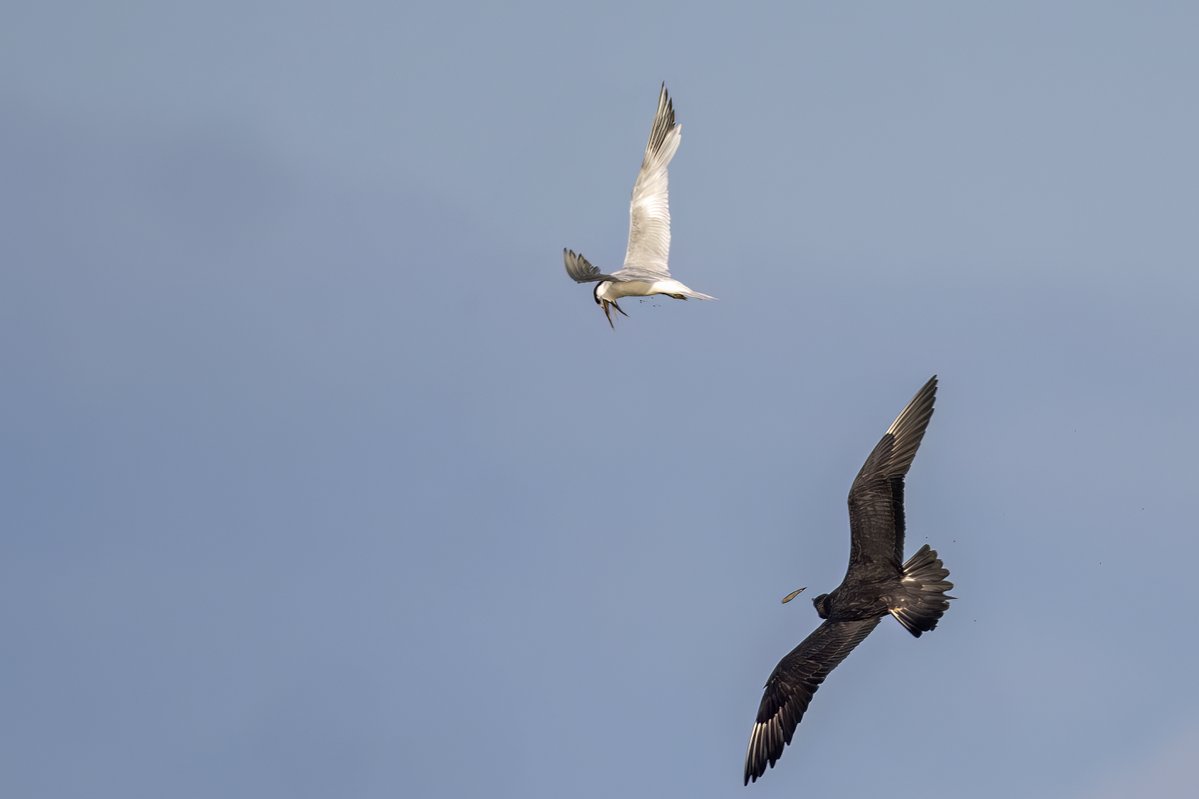 Brian Martin (@briansmrtyr1) on Twitter photo Watched the Skua chase this Sandwich Tern until it coughed up its fish, seemed like a lot of hard work for such a little thing.
<a href="/teesbirds1/">teesbirds</a> @DurhamBirdclub <a href="/teeswildlife/">Tees Wildlife</a> <a href="/Natures_Voice/">RSPB</a> <a href="/NatureUK/">NatureUK</a> <a href="/WildlifeMag/">BBC Wildlife</a> <a href="/BBCSpringwatch/">BBC Springwatch</a>
#birdwatching #wildlifephotography #birds Watched the Skua chase this Sandwich Tern until it coughed up its fish, seemed like a lot of hard work for such a little thing.
<a href="/teesbirds1/">teesbirds</a> @DurhamBirdclub <a href="/teeswildlife/">Tees Wildlife</a> <a href="/Natures_Voice/">RSPB</a> <a href="/NatureUK/">NatureUK</a> <a href="/WildlifeMag/">BBC Wildlife</a> <a href="/BBCSpringwatch/">BBC Springwatch</a>
#birdwatching #wildlifephotography #birds