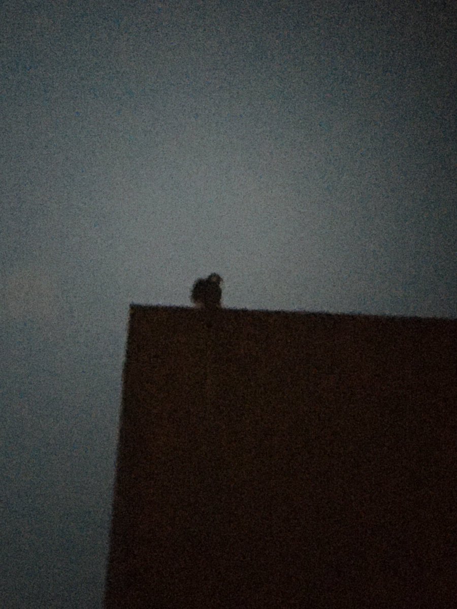Sutton Peregrines. I spent some time on site late yesterday, initially seeing 2 juveniles, then 3, then in poor light as it was getting dark, from around 21.20, I'm fairly sure I saw 5 different ones, all in these photos taken about the same time! The adult male was present too.