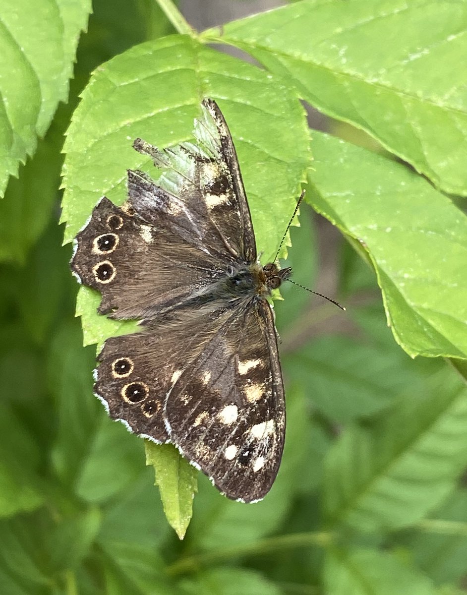 NoshiA100's tweet image. These beautiful butterflies didn’t let their damaged wings stop them from flying high with the other butterflies. A reminder to keep going in your own beautiful, unique way.🤍🌿🤎
‘Though tired &amp;amp; a little broken, her wings still carried her dreams’
(A.C Sparks)
#Lessonsfromnature