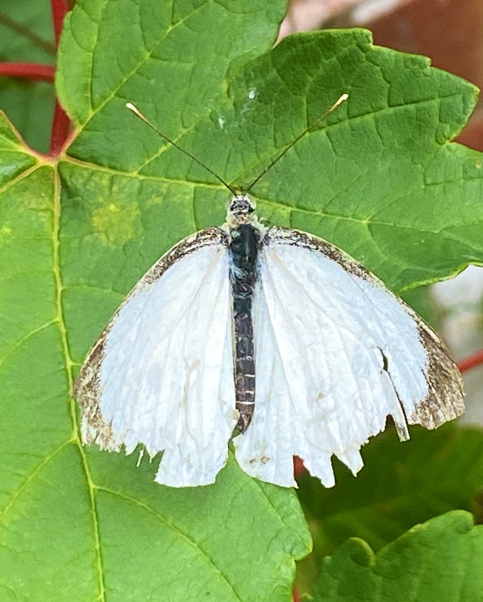NoshiA100's tweet image. These beautiful butterflies didn’t let their damaged wings stop them from flying high with the other butterflies. A reminder to keep going in your own beautiful, unique way.🤍🌿🤎
‘Though tired &amp;amp; a little broken, her wings still carried her dreams’
(A.C Sparks)
#Lessonsfromnature