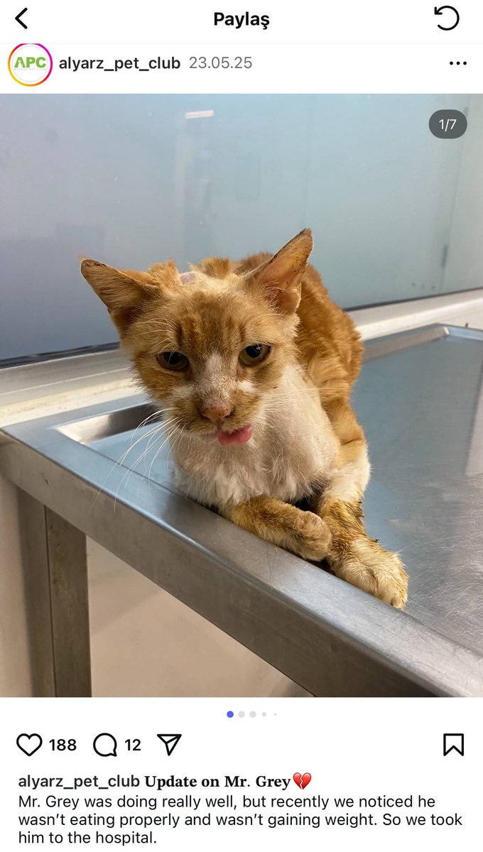 🚨DOLANDIRICI HESAP İFŞA 🚨

Kedisi Leo’nun hasta olduğunu iddia eden bu şahıs Alyarz Pet Club tarafından paylaşılan kedinin görsellerini kullanarak para toplamaktadır, DOLANDIRICIDIR. LÜTFEN MADDİ DESTEKTE BULUNMAYIN, GÖNDERİSİNİ YAYMAYIN. 

BU TWEETİ ELDEN ELE YAYALIM 🙏🏻