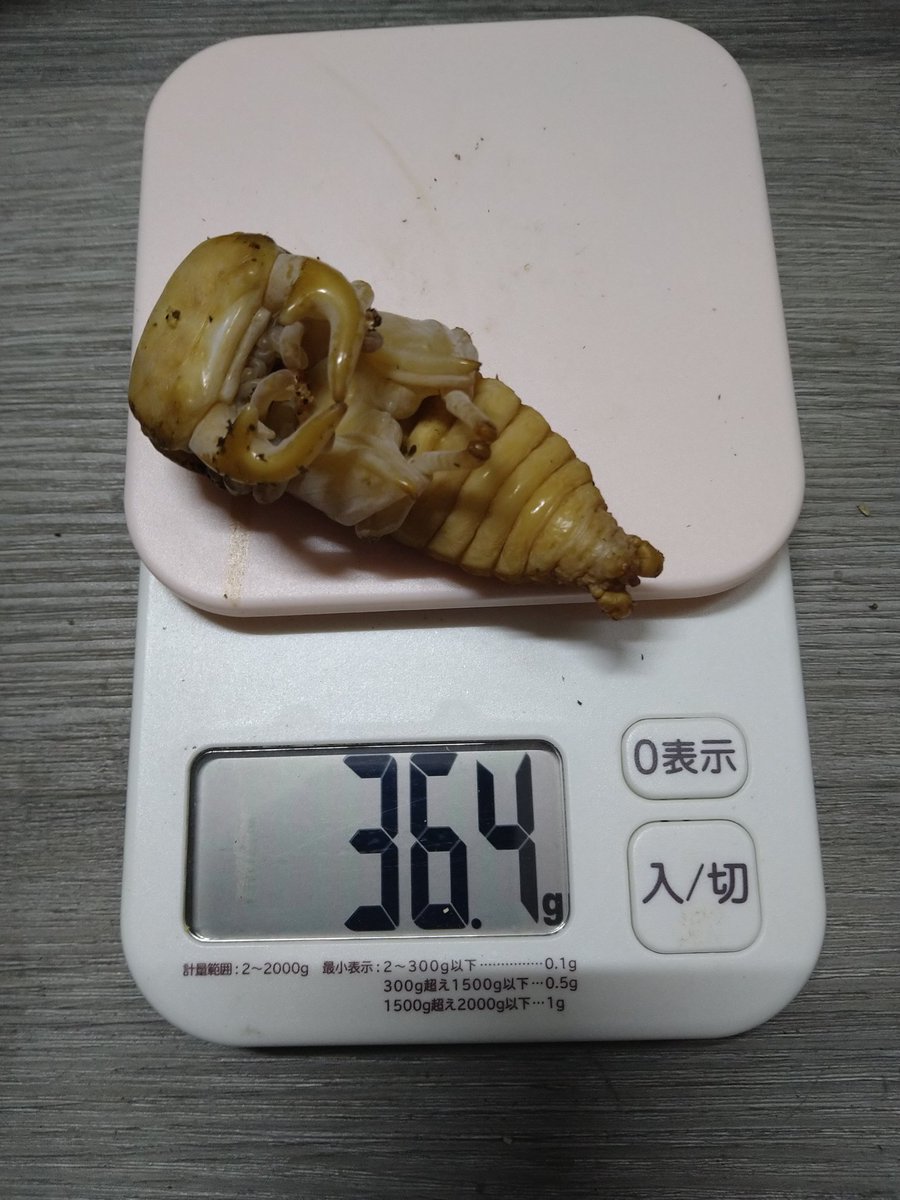 苔むした庭園/見事なエピドートインクォーツC/パキスタンスカルドゥ産 苔むした庭園/見事なエピドートインクォーツC/パキスタン